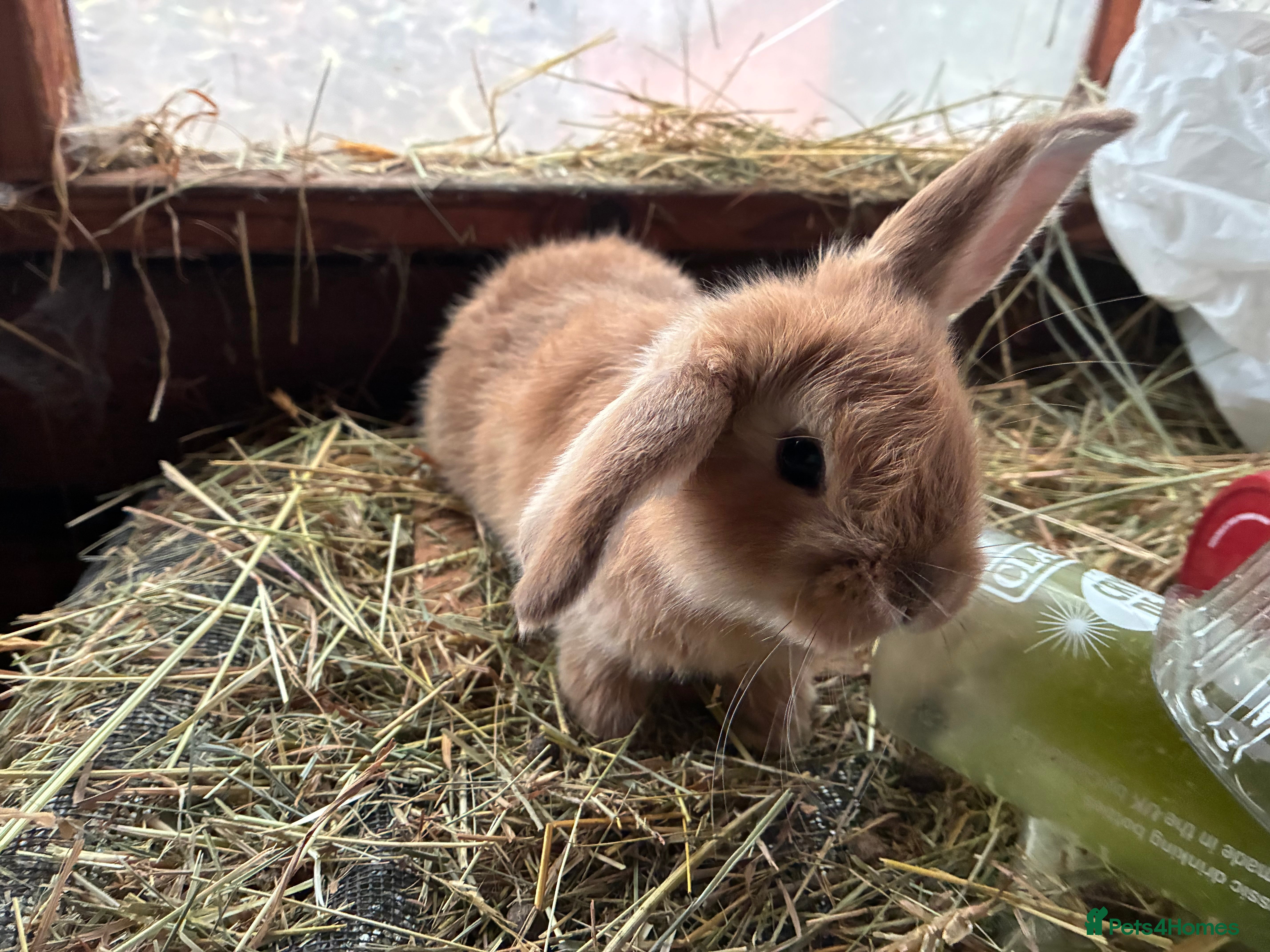 Lionhead rabbits 4 mini lop babies  - Advert 5