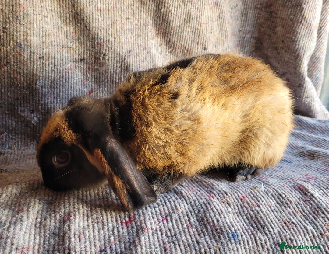 Mixed Breed rabbits for sale: 'Dare' Belgian Hare x Mini Lop chocolate buck in Cullompton - Image 2