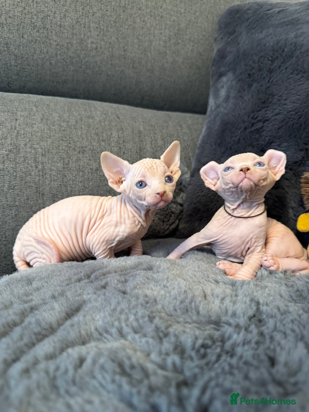 Sphynx cats for sale:  🔥Sphynx and Elf kittens 🔥 - Advert 28
