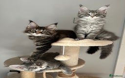 Maine Coon cats for sale: Gorgeous Pure Breed Maine Coon Kittens - Image 14