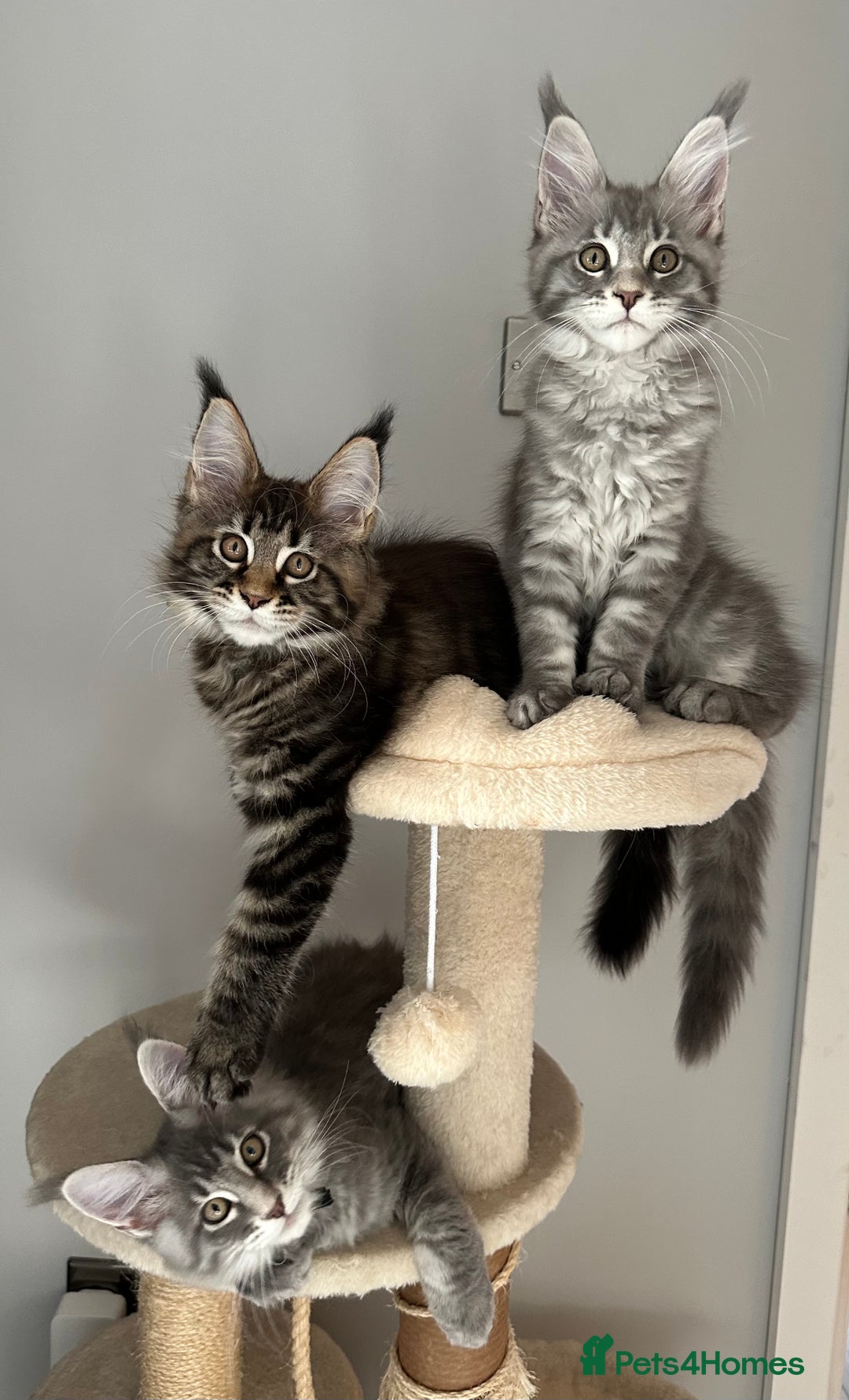 Maine Coon cats for sale: Gorgeous Pure Breed Maine Coon Kittens - Image 14