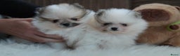Pomeranian dogs for sale: Two cuties are looking for home  - Advert 3