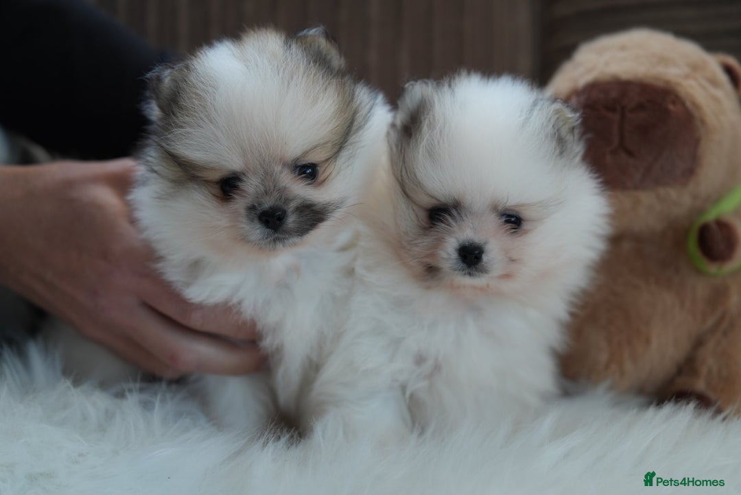 Pomeranian dogs for sale: Two cuties are looking for home  - Advert 3