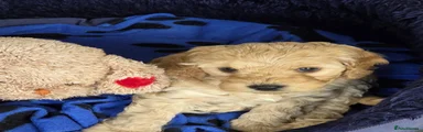 Cockapoo 5