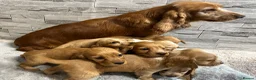 Cocker Spaniel dogs for sale: Show cocker spaniel puppies  - Advert 22