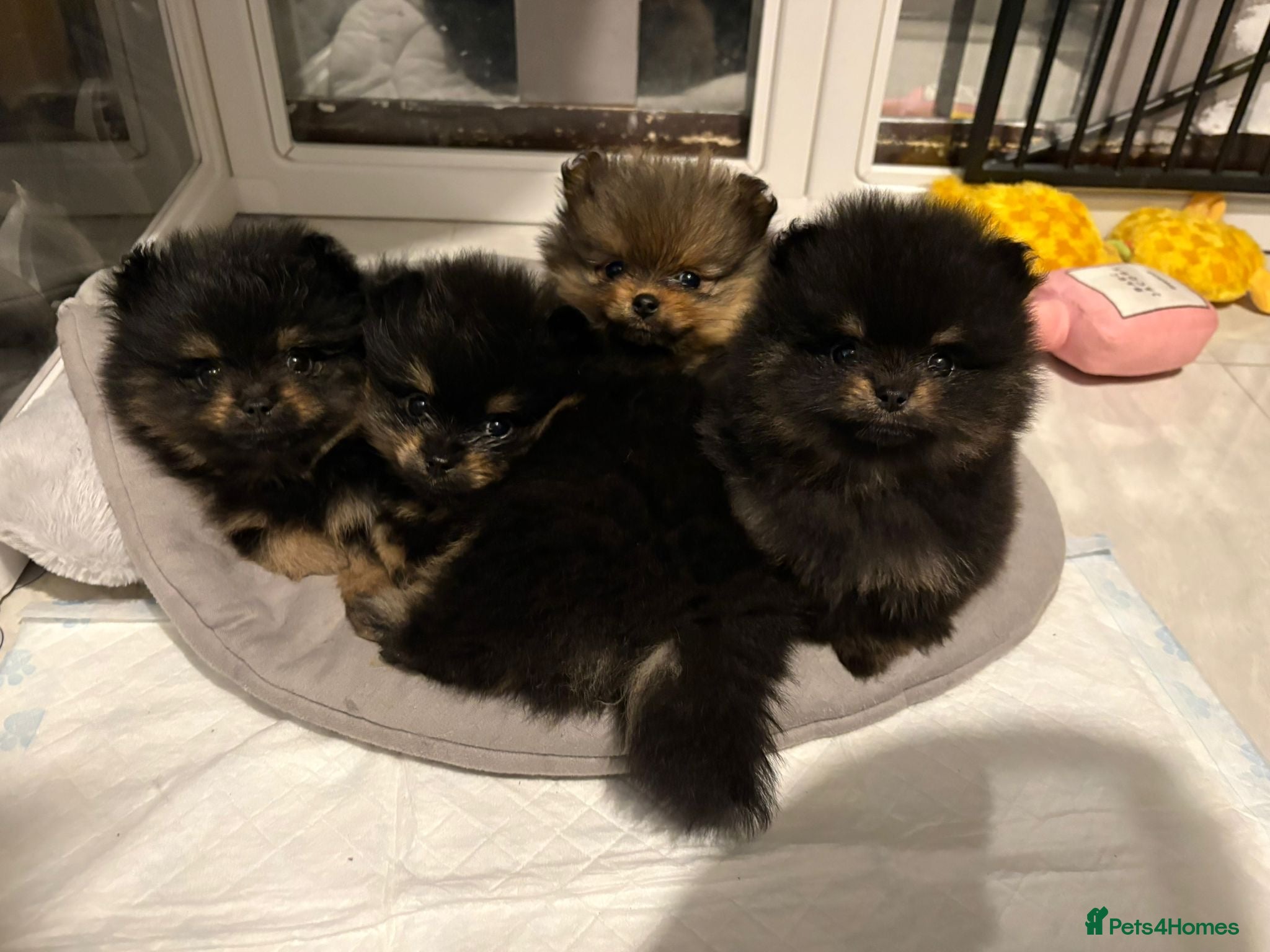 Pomeranian dogs Black + tan small Pomeranians 2boys 1 girl  - Advert 17