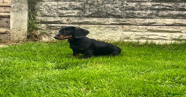 Miniature Dachshund dogs - Advert 10