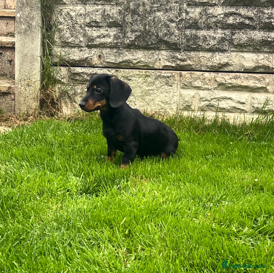 Miniature Dachshund dogs for sale: Miniature Dachshund Boys and Girls - Image 4