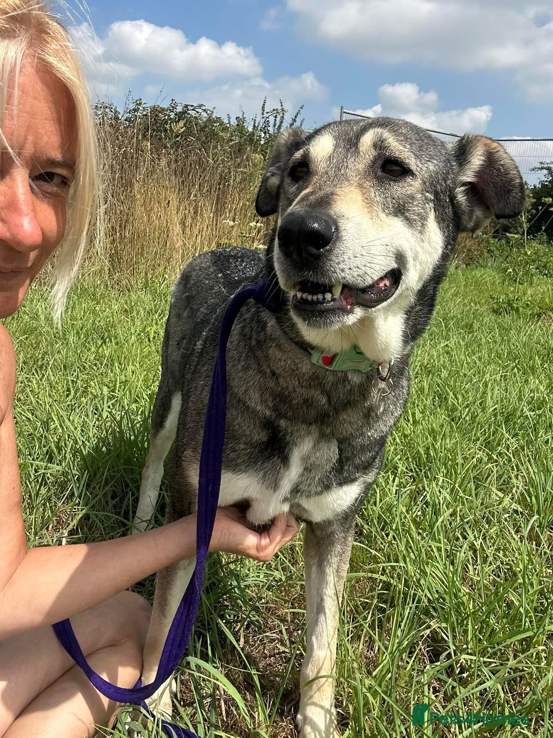 Mixed Breed dogs for adoption: Shirley - Norwich Norfolk  - Image 4