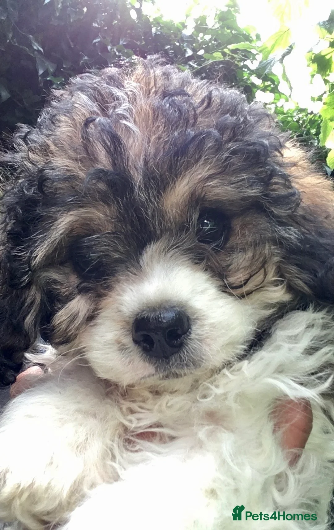 Toy Poodle dogs for stud: Gorgeous Black & White parti toy poodle in Saint Neots - Advert 11