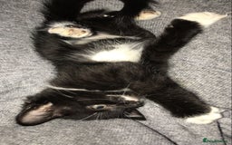 British Shorthair cats for sale: Beautiful loving Black/white rescued girl Kitten - Image 4