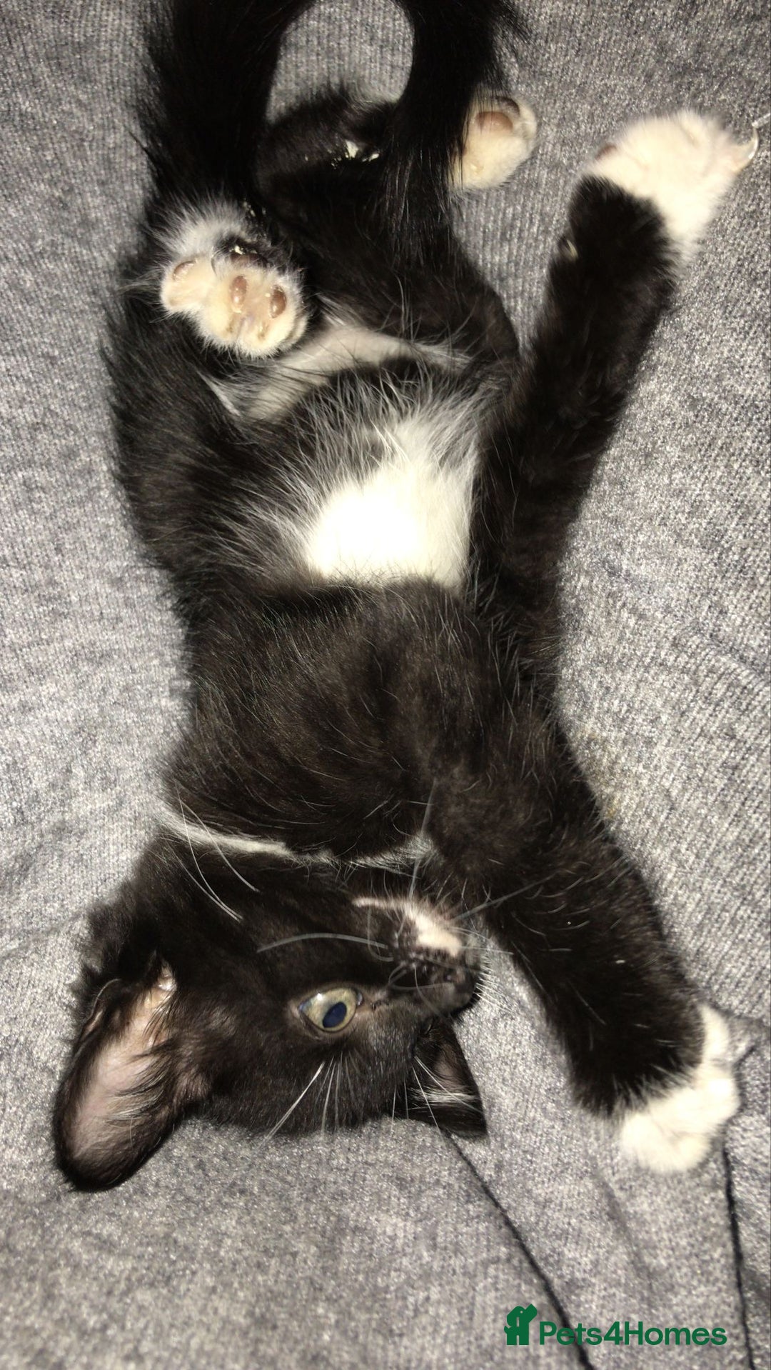British Shorthair cats for sale: Beautiful loving Black/white rescued girl Kitten - Image 4