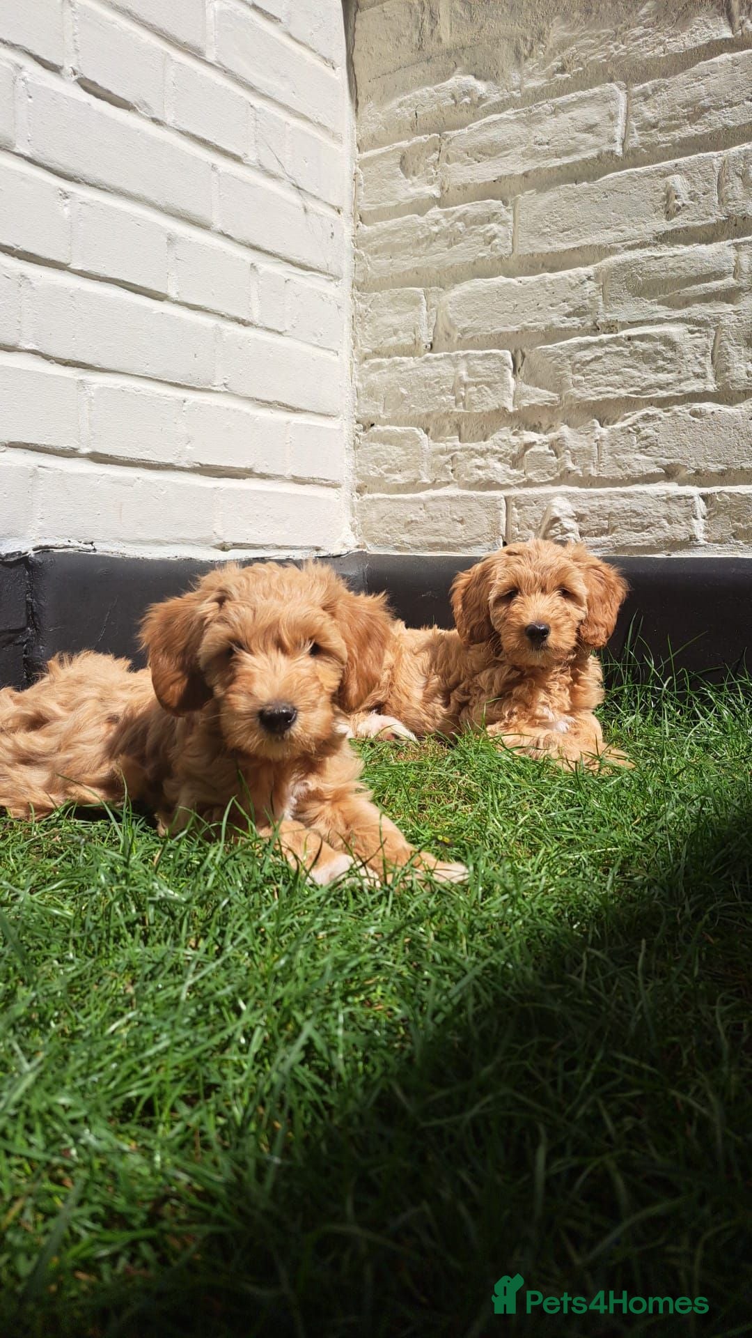 Australian Labradoodle dogs Rufus puppies  - Advert 4