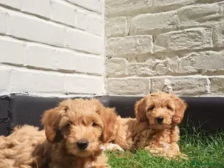 Australian Labradoodle dogs Rufus puppies - Advert 4