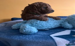 Cockapoo dogs for sale: F1b Cockapoo Puppies Ready Soon for Loving Homes - Image 11