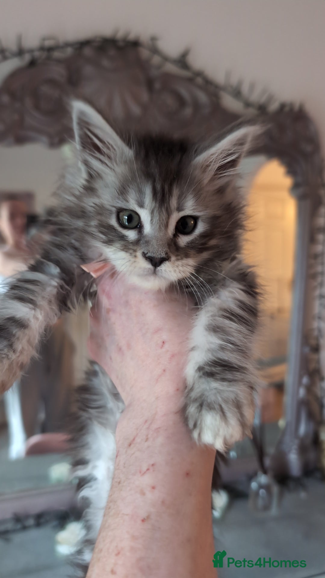 Maine Coon cats for sale: Mainecoon kittens  - Advert 3