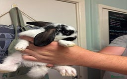 Mixed Breed rabbits for sale: 4 baby rabbits  - Image 9