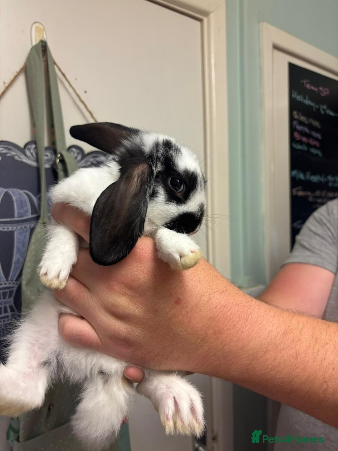Mixed Breed rabbits for sale: 4 baby rabbits  - Image 9