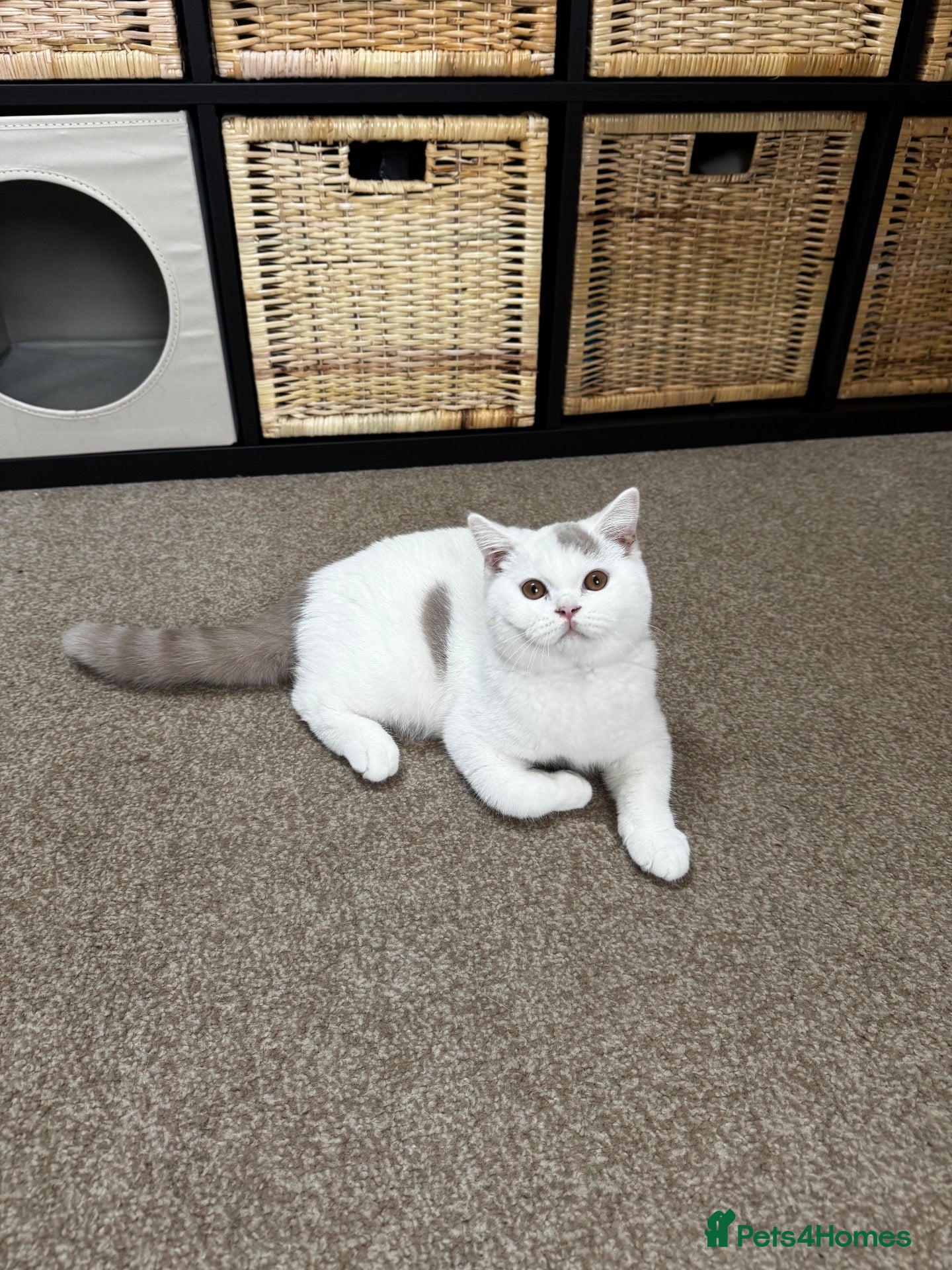 British Shorthair cats Chunky male  - Advert 1