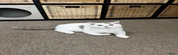 British Shorthair cats for sale: Chunky male  - Advert 1