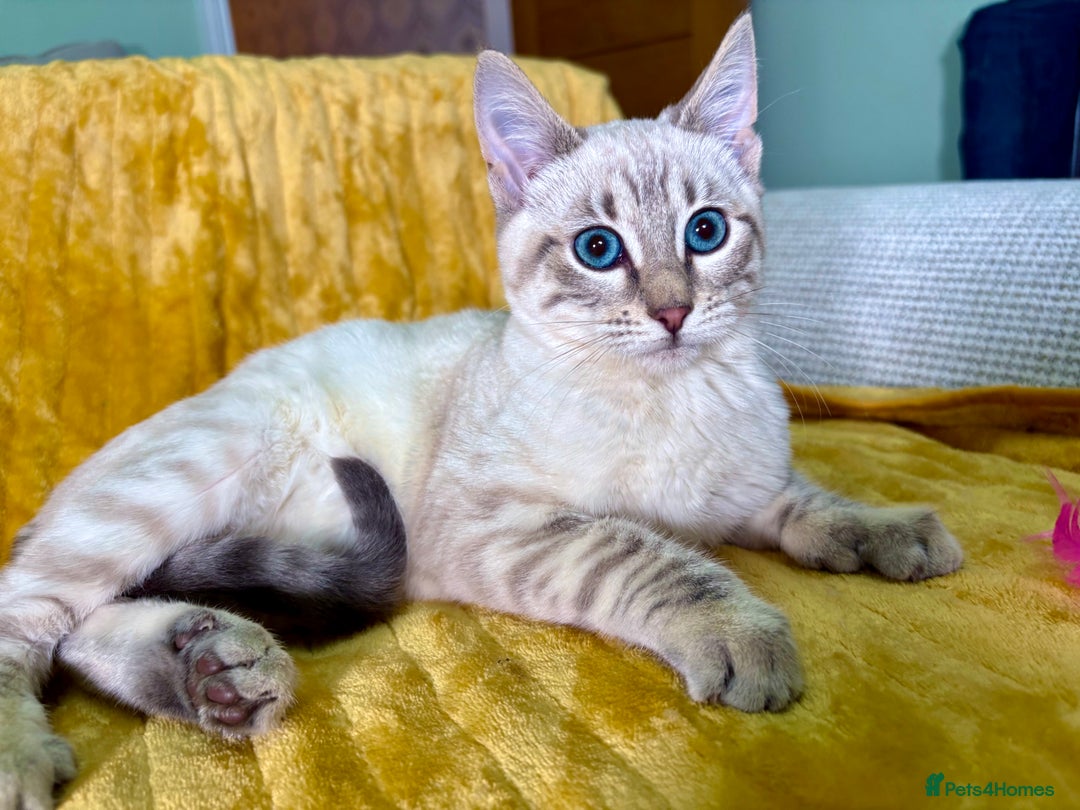 Bengal cats for sale: Breathtaking rare polydactyl snow leopard  - Advert 34