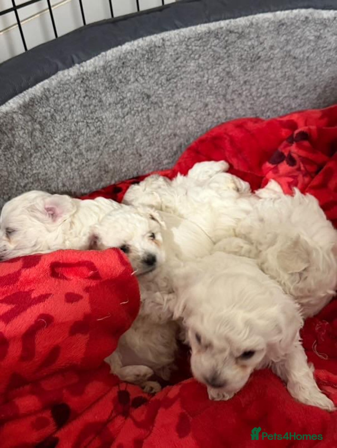 Bichon Frise dogs for sale: Bichon puppies  - Image 5