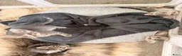 Mixed Breed cats for sale: Russian Blue Mix Kittens  - Advert 13