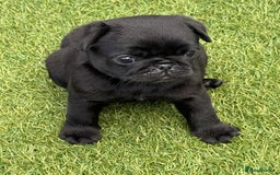 Pug dogs for sale: stunning KC Registered PUG puppies  - Image 5