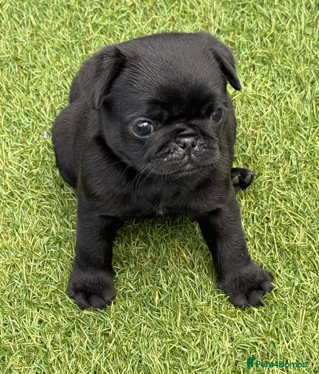 Pug dogs for sale: stunning KC Registered PUG puppies  - Image 5