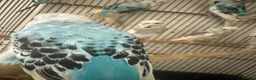 Mixed Breed birds for sale: Budgies - Advert 4