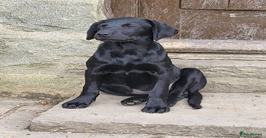 Labrador Retriever dogs - Advert 11