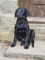 Labrador Retriever dogs - Advert 3