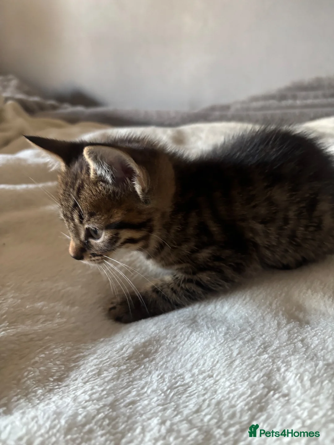 Mixed Breed cats for sale: Two tabby kittens both boys - Advert 6