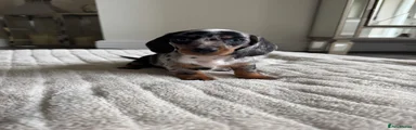 Miniature Dachshund 5