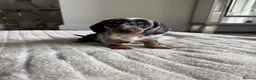 Miniature Dachshund dogs for sale: Miniature dachshund  - Advert 18