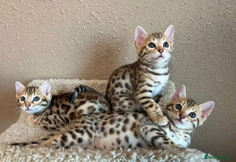 Bengal cats  Beautiful Bengal Kittens  - Advert 14