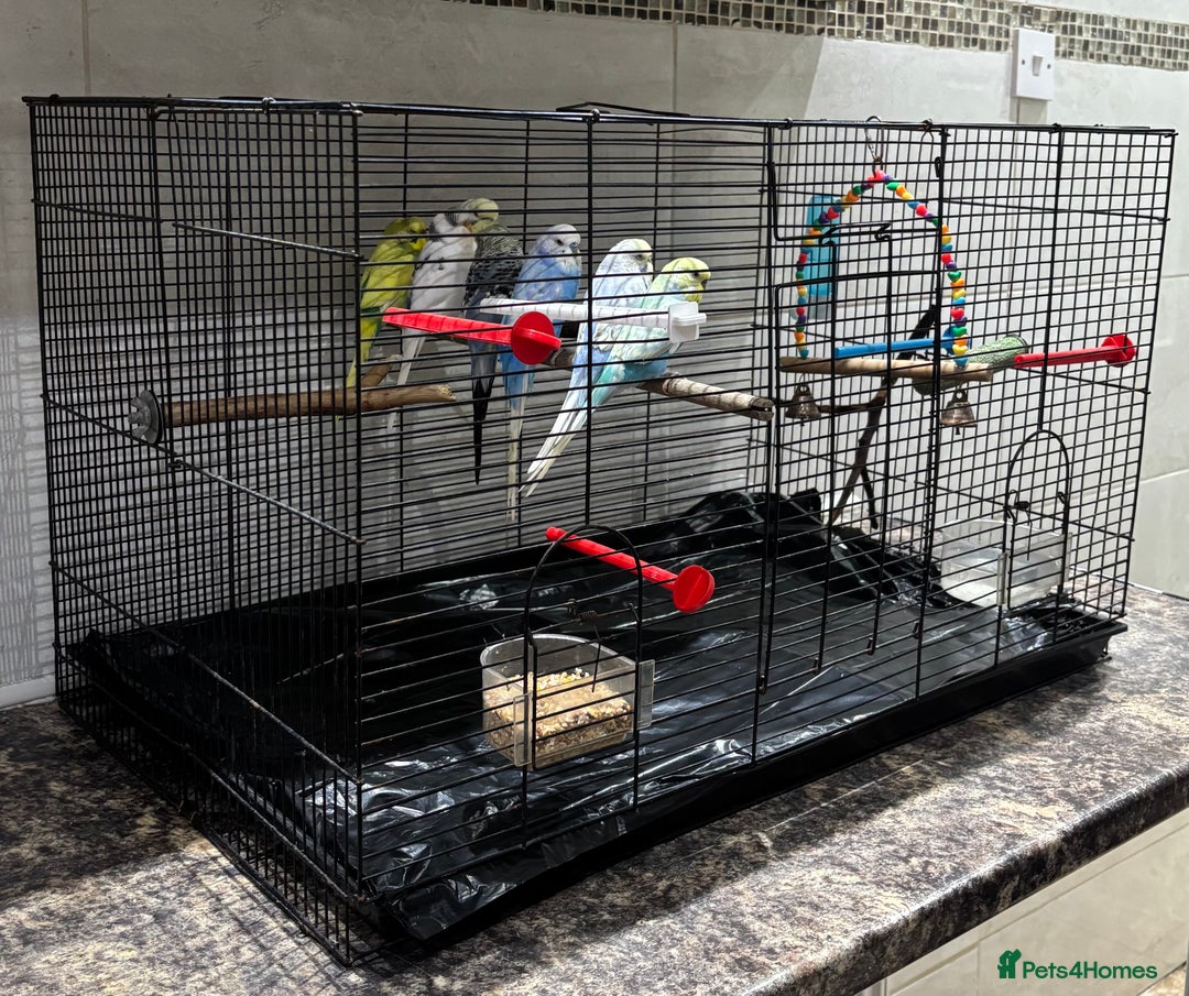 Budgerigars birds for sale: 7 beautiful coloured budgies with cage - Advert 4