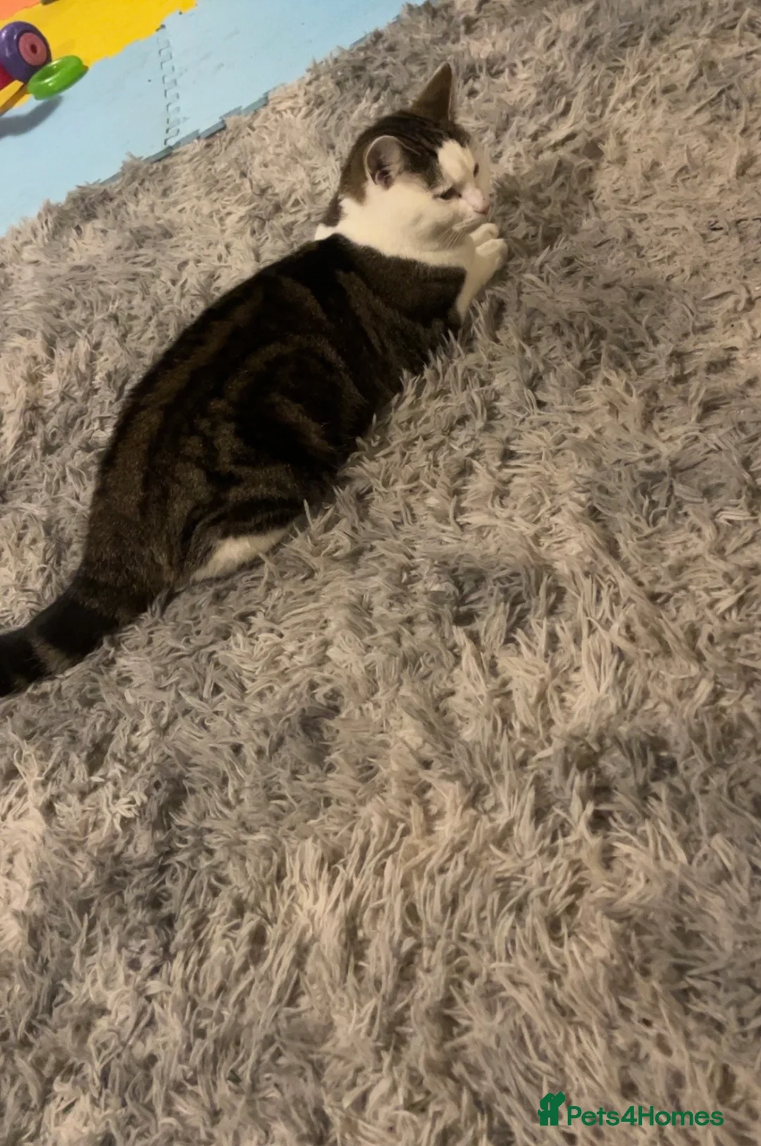 Mixed Breed cats for sale: Male cat 1 year old  - Advert 3