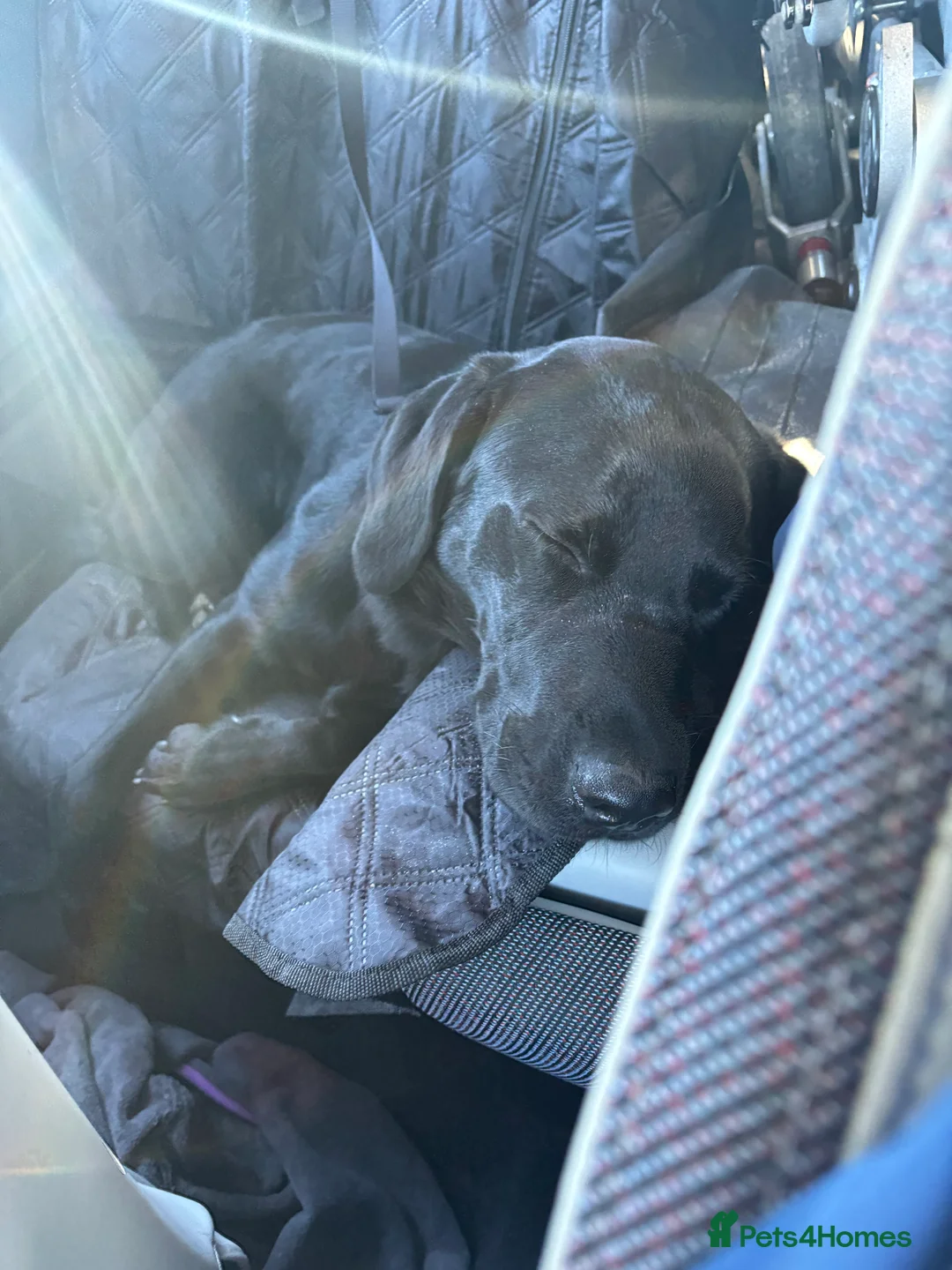 Labrador Retriever dogs for sale: Male Labrador  - Advert 5