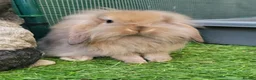 Mini Lion Lop rabbits for sale: Stunning Mini Lion Lops - READY SATURDAY - Advert 1