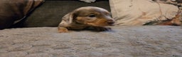 Miniature Dachshund dogs for sale: Miniature Dachshund Puppies - Advert 15