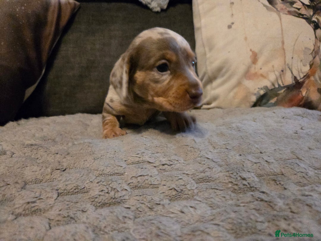 Miniature Dachshund dogs for sale: Miniature Dachshund Puppies - Advert 15