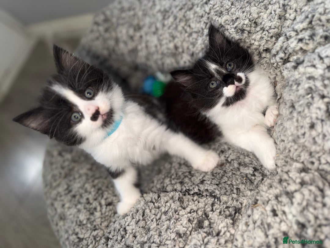 Maine Coon cats for sale: MaineCoon Female Kitten 🩷 - Image 8