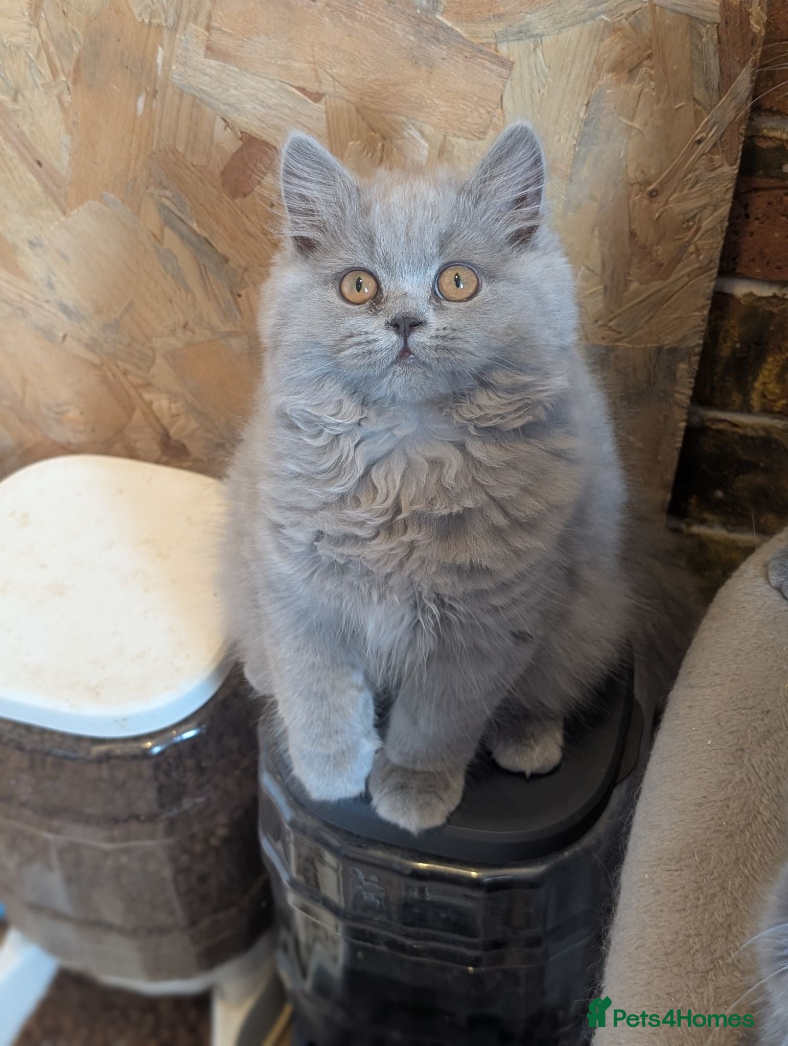 British Longhair cats Ready to leave British longhair/shorthair kittens  - Advert 9