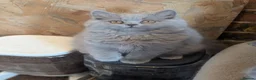 British Longhair cats for sale: Ready to leave British longhair Female kitten - Advert 3