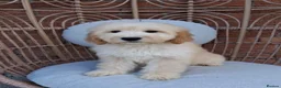 Goldendoodle dogs for sale: Health tested Standard Goldendoodles in Reading - Advert 10