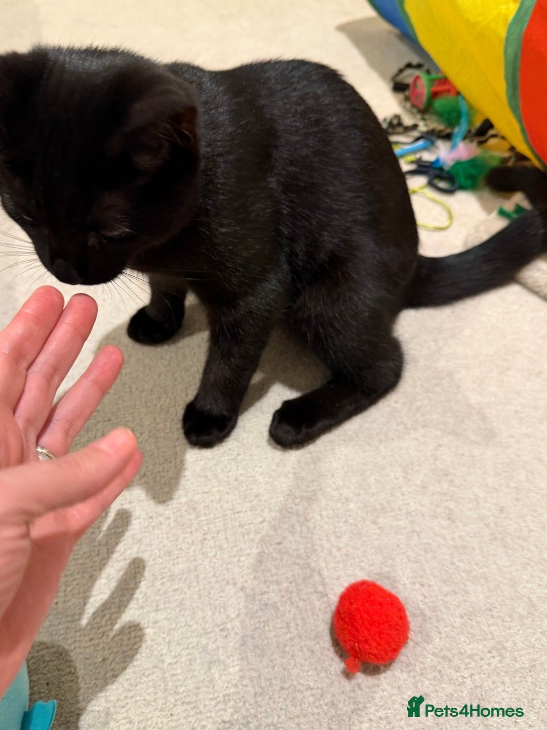 Mixed Breed cats for sale: Friendly Cat Looking for a Loving Home - Advert 5