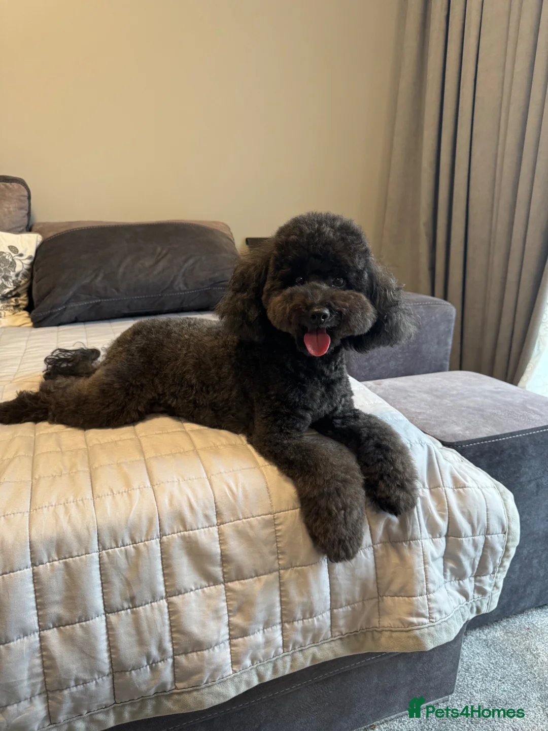 Toy Poodle dogs for sale: Toy poodle  - Advert 8