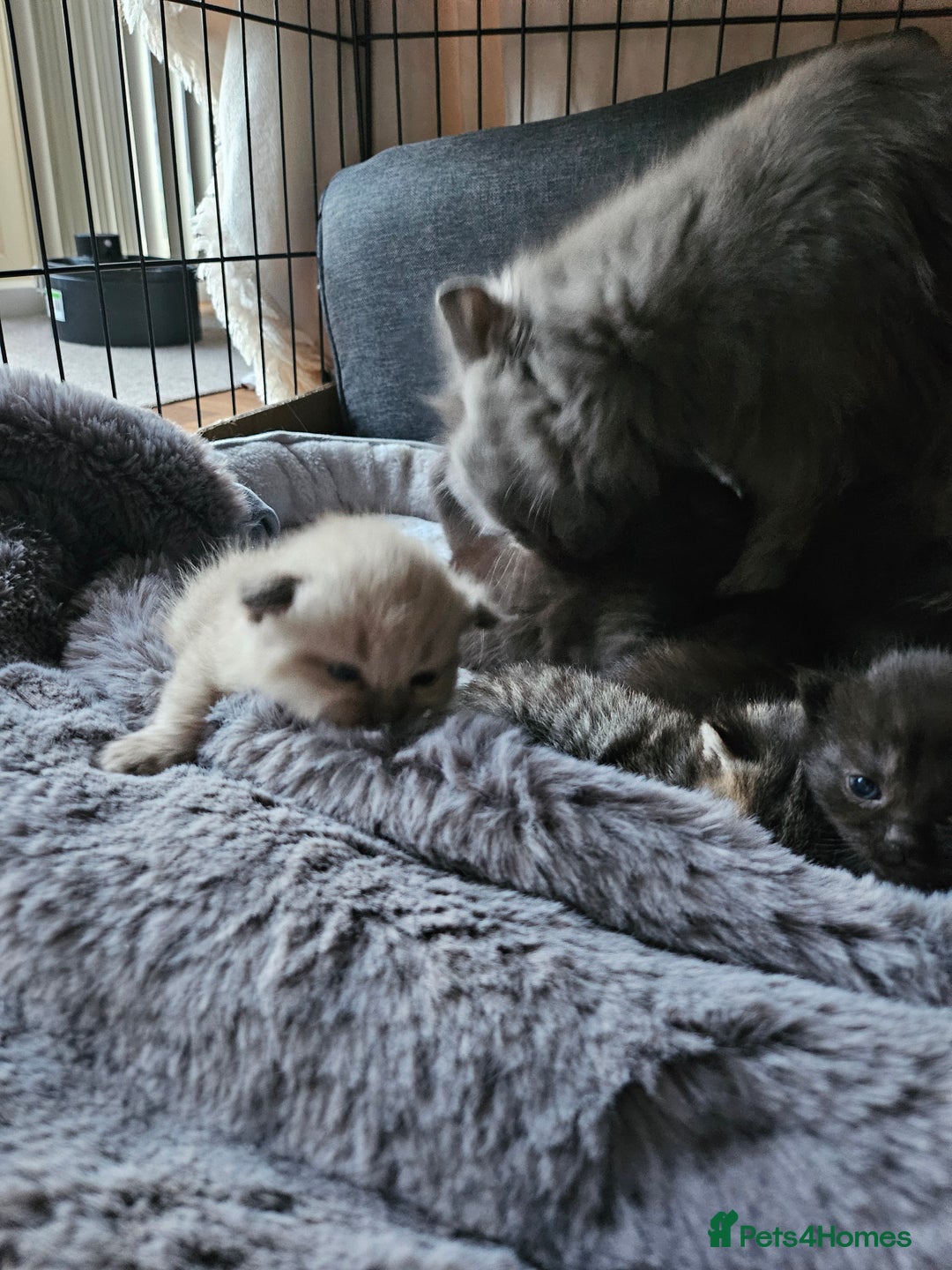 Scottish Fold cats for sale: Scottish fold kittens for sale 4 wks old - Advert 11