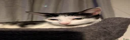 Mixed Breed cats for sale: 4 Ragoll-cross kittens available  - Advert 9